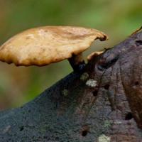 Black Footed Polypore