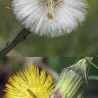 Colt's Foot Seed Head and Flower