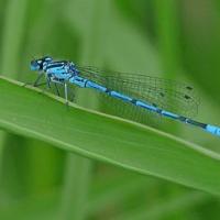 Moses Gate, common blue damselfly