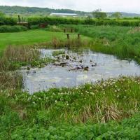 Dragonfly Pond With Bogbean