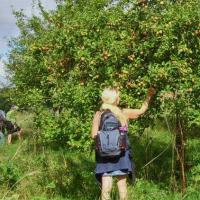 Examining The Apple Tree