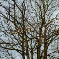 Fruits On Dove Tree