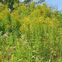 Stand Of Goldenrod