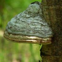 Hoof Fungus