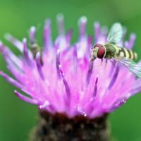 Male Marmalade Hoverfly On Knapweed