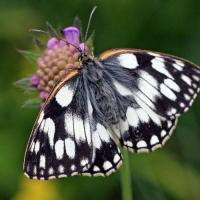 Marbled White On Field Scabious