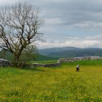 Meadow And Ingleborough