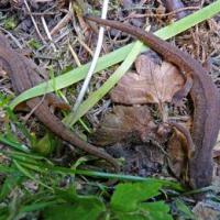Common Newts