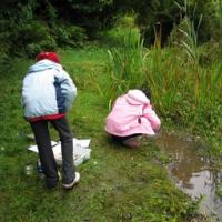 pond dipping at the nature reserve