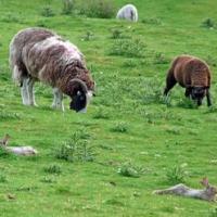 Sheep and Rabbits
