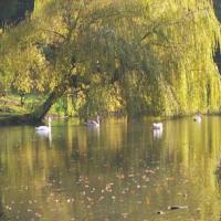 Swans and Weeping Willow