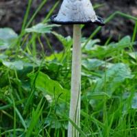 Shaggy Inkcap (was about a foot tall!)