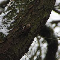 camouflaged treecreeper