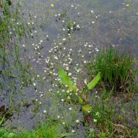 Water Crowfoot In Dragonfly Pond