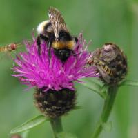 Knapweed, bee, hoverfly, Bishop Wood, 11 July 23
