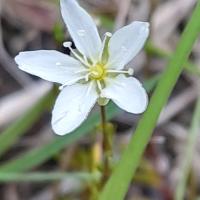 Knotted Pearlwort, Ripon City Wetlands, 18th July 2023
