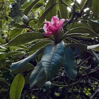 Rhododendron, Ripley Castle, 21st March 2023