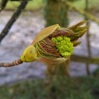 Sycamore bud bursting, Ribblesdale 19.3.24