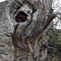 Shaped Tree, Ripley Castle, 21st March 2023