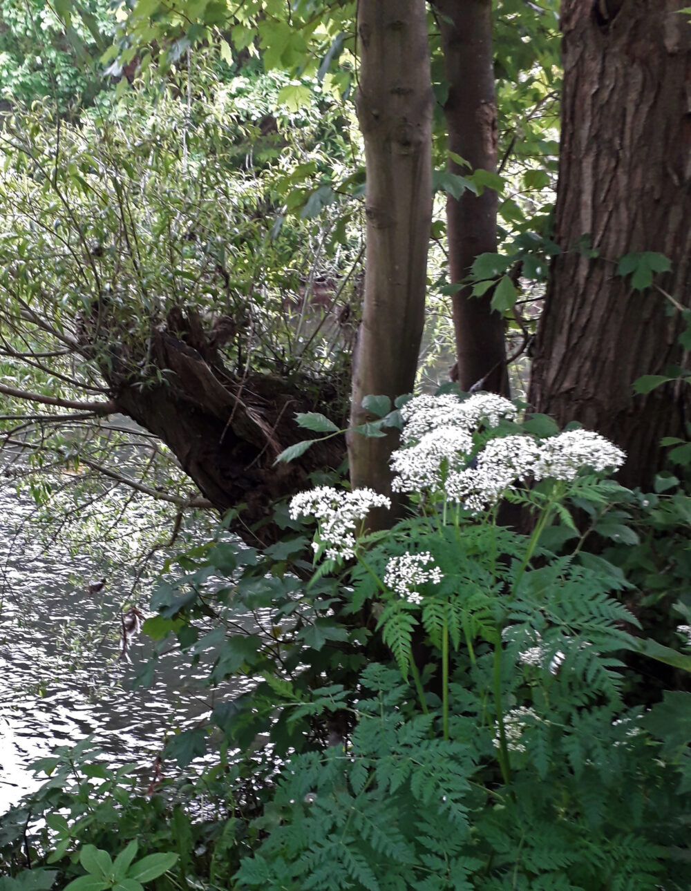 Sweet Cicely, 20th May