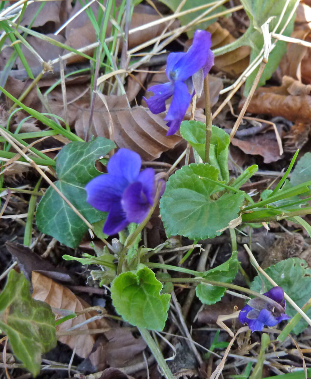Sweet Violets From Boston Spa Recce. 