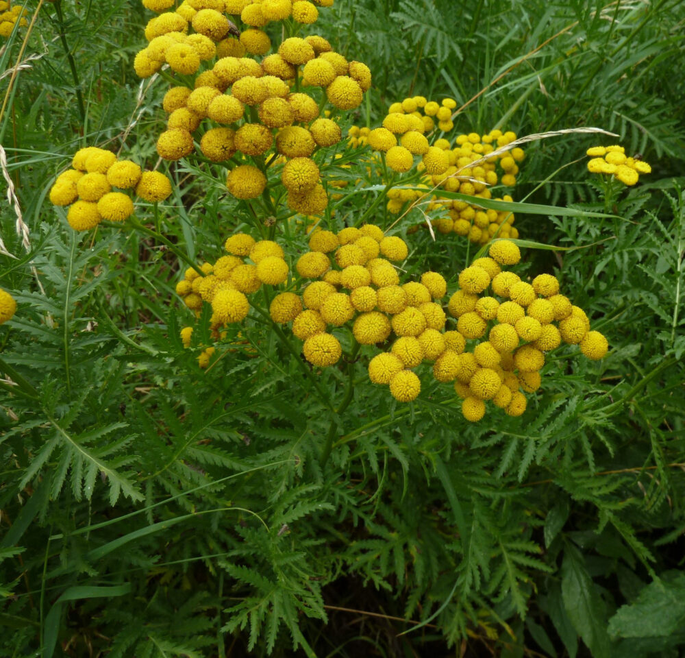 Tansy, 18th August