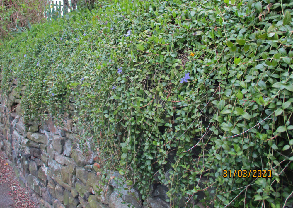Trailing Periwinkle, 31st March