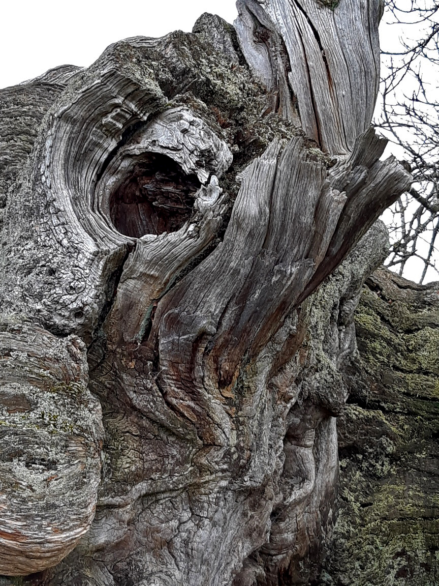 Shaped Tree, Ripley Castle, 21st March 2023
