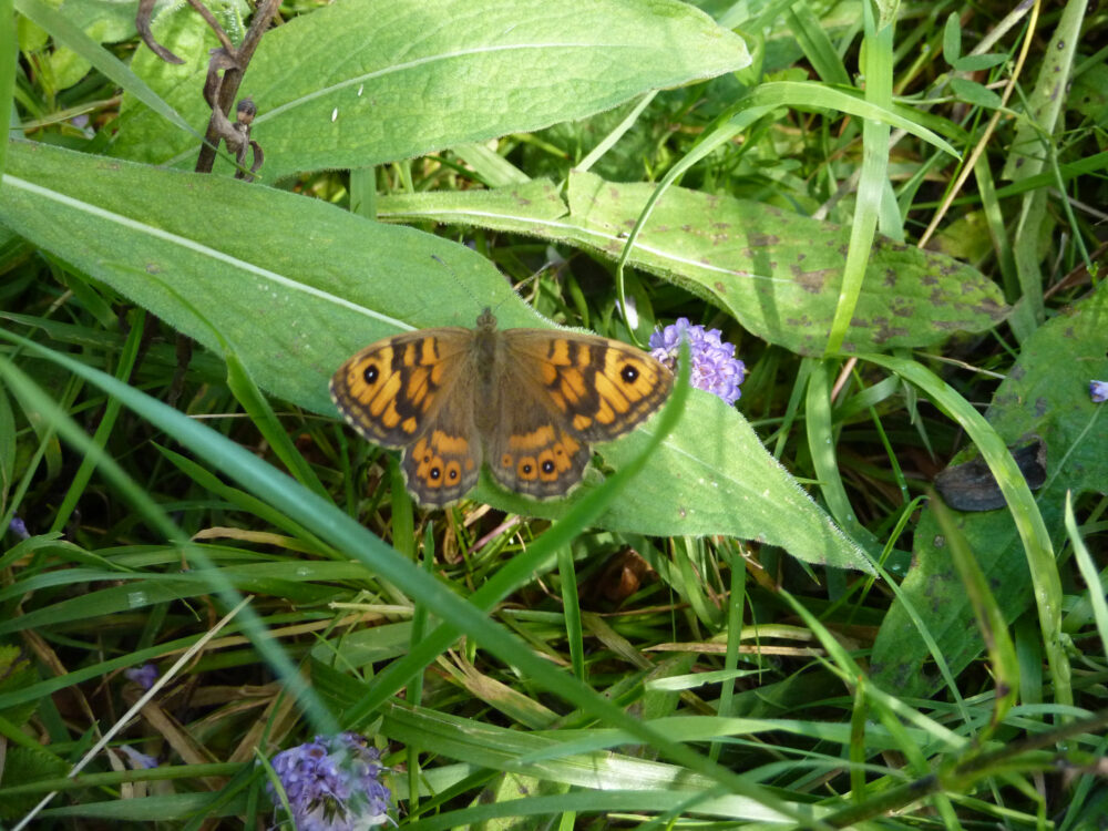 Wall Brown, 24th August