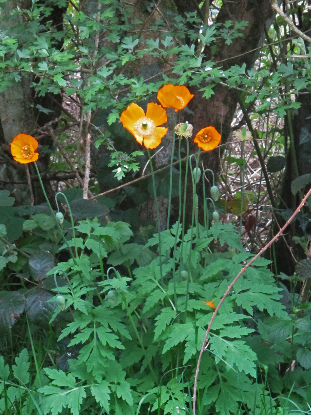Welsh Poppy, 12th May