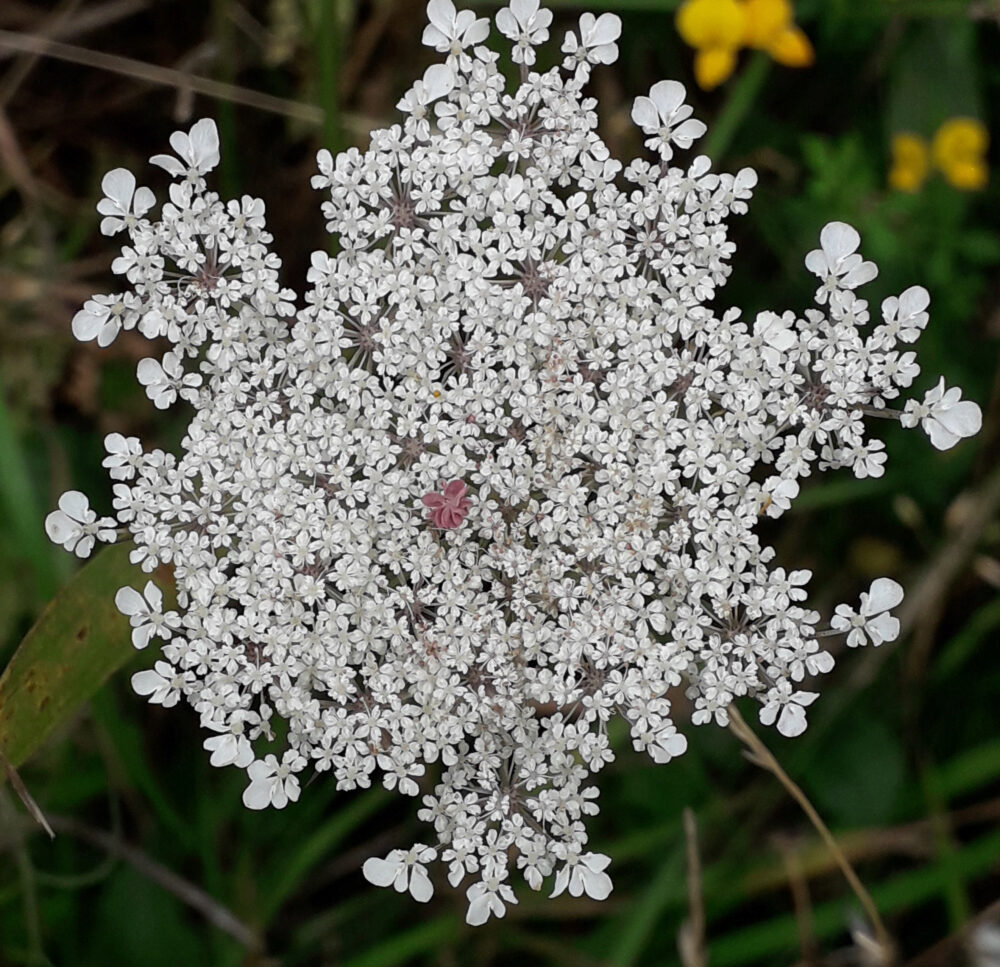 Wild Carrot, 18th August