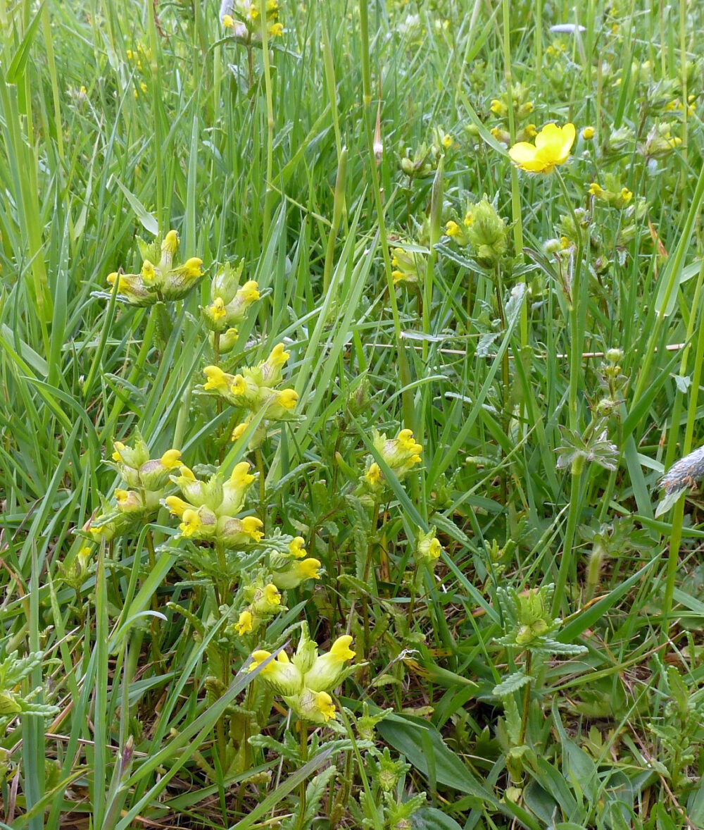 Yellow Rattle, 20th May