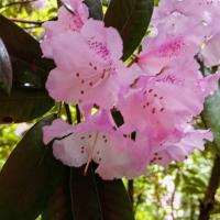 Rhododendron Flower, Clapham, 14th May 2024