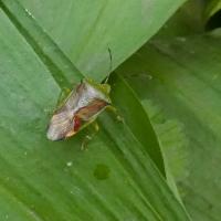 Shield Bug, East Wood, Otley, 30th April 2024