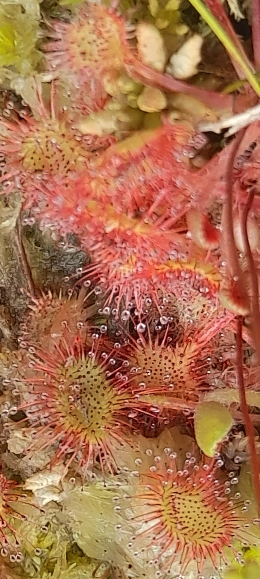 Sundew Leaves and Glands, Malham, 12th July 2022