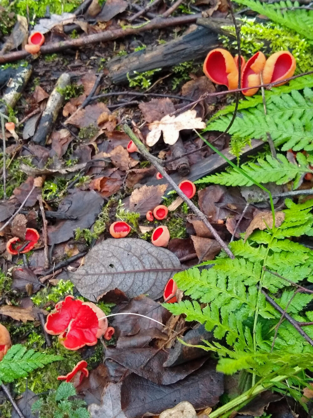 Scarlet Elf Cup, Raw Nook, 8th February 2022
