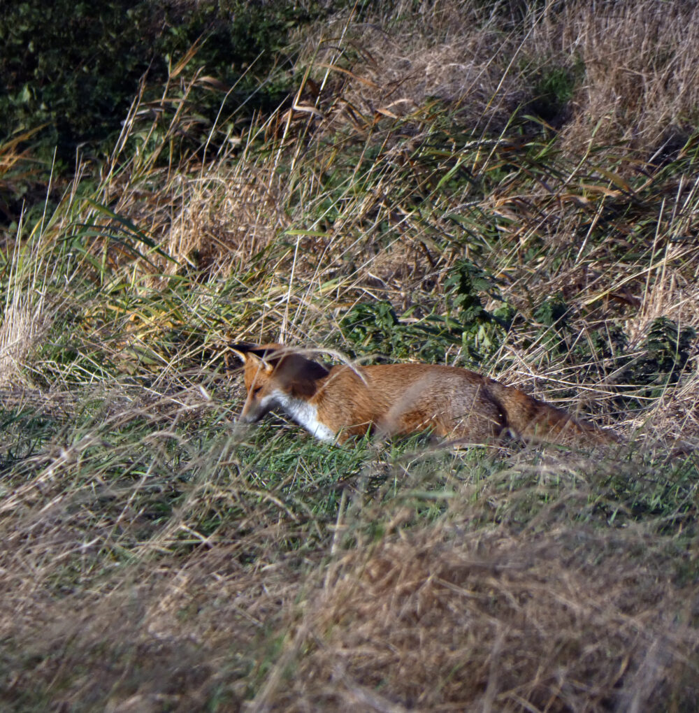 Fox, Rodley Nature Reserve, 9th November 2021