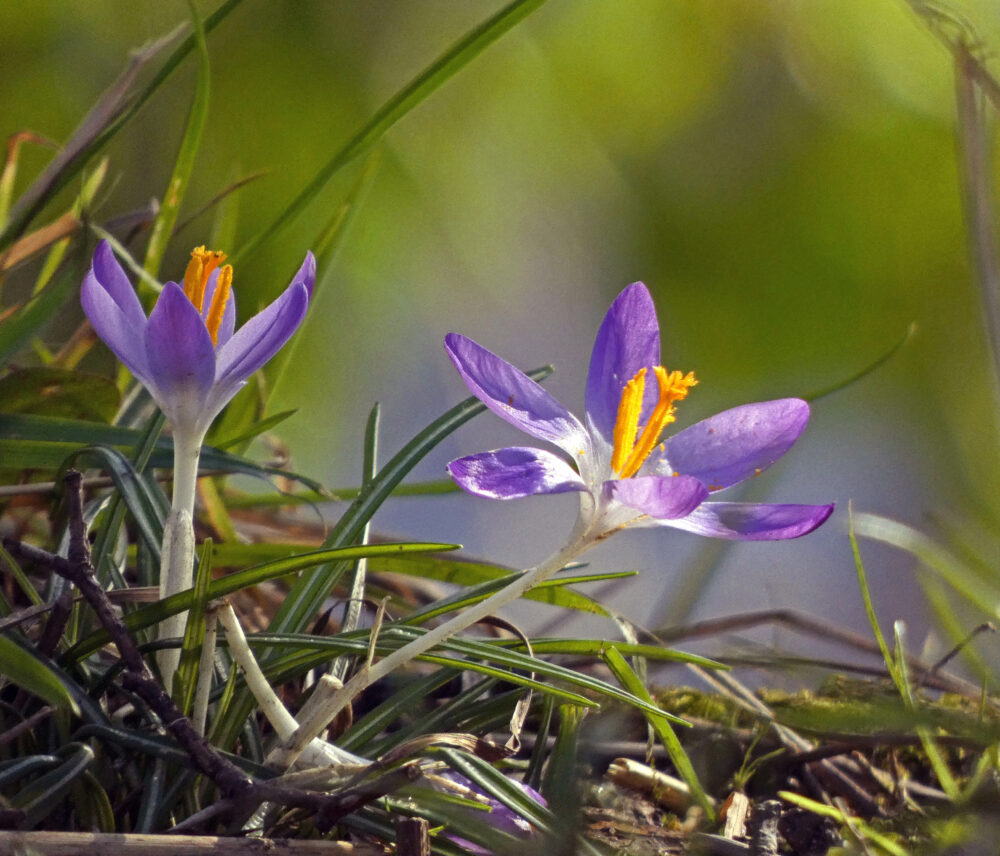 Crocuses on The River Bank, Ilkley, 1st March 2022
