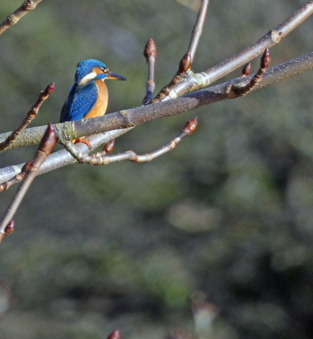 Kingfisher, Ilkley, 1st March 2022