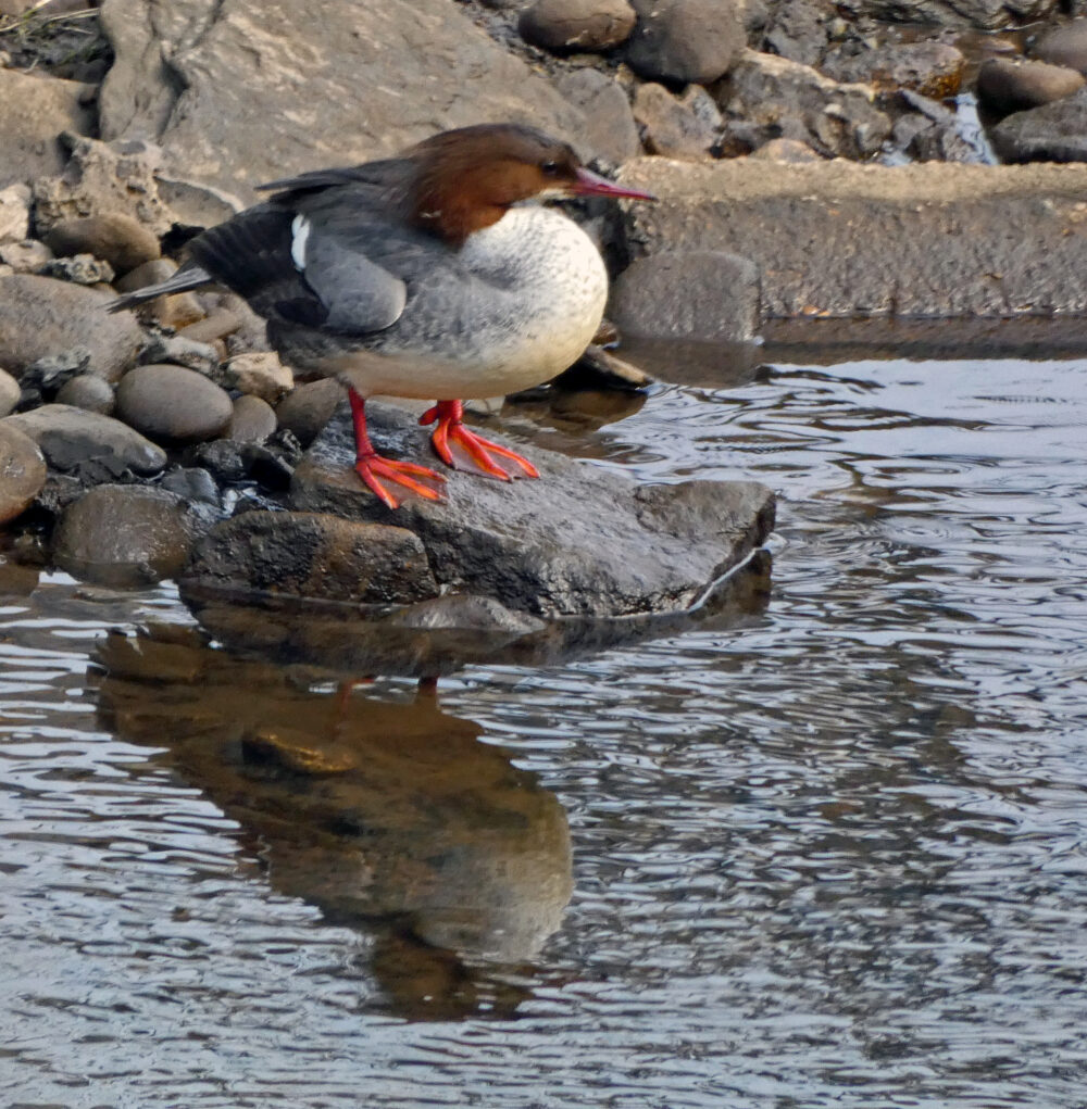 Goosander on The River, Kirkstall, 22nd March 2022