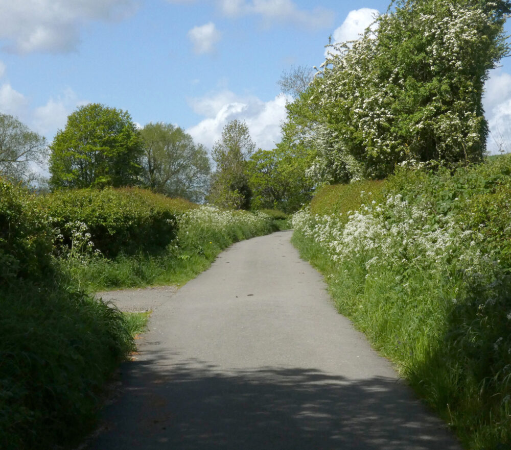 Hedgerows En Route To Rougemont Carr, 10th May 2022