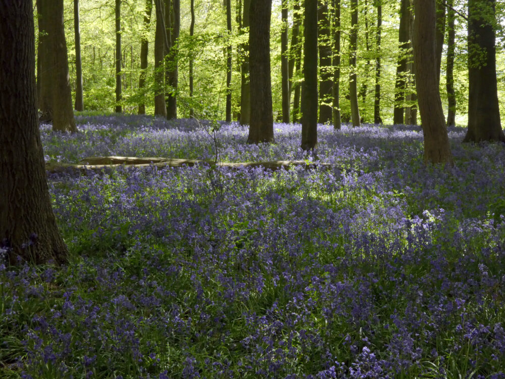 Bluebells, Rougemont Carr, 10th May 2022