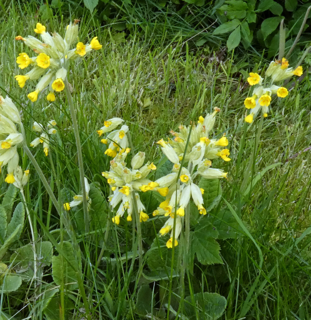 Cowslips, Rougemont Carr, 10th May 2022