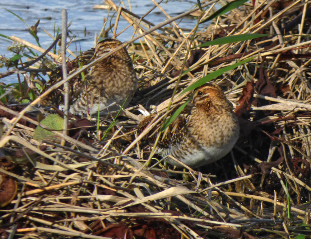 Two Snipe