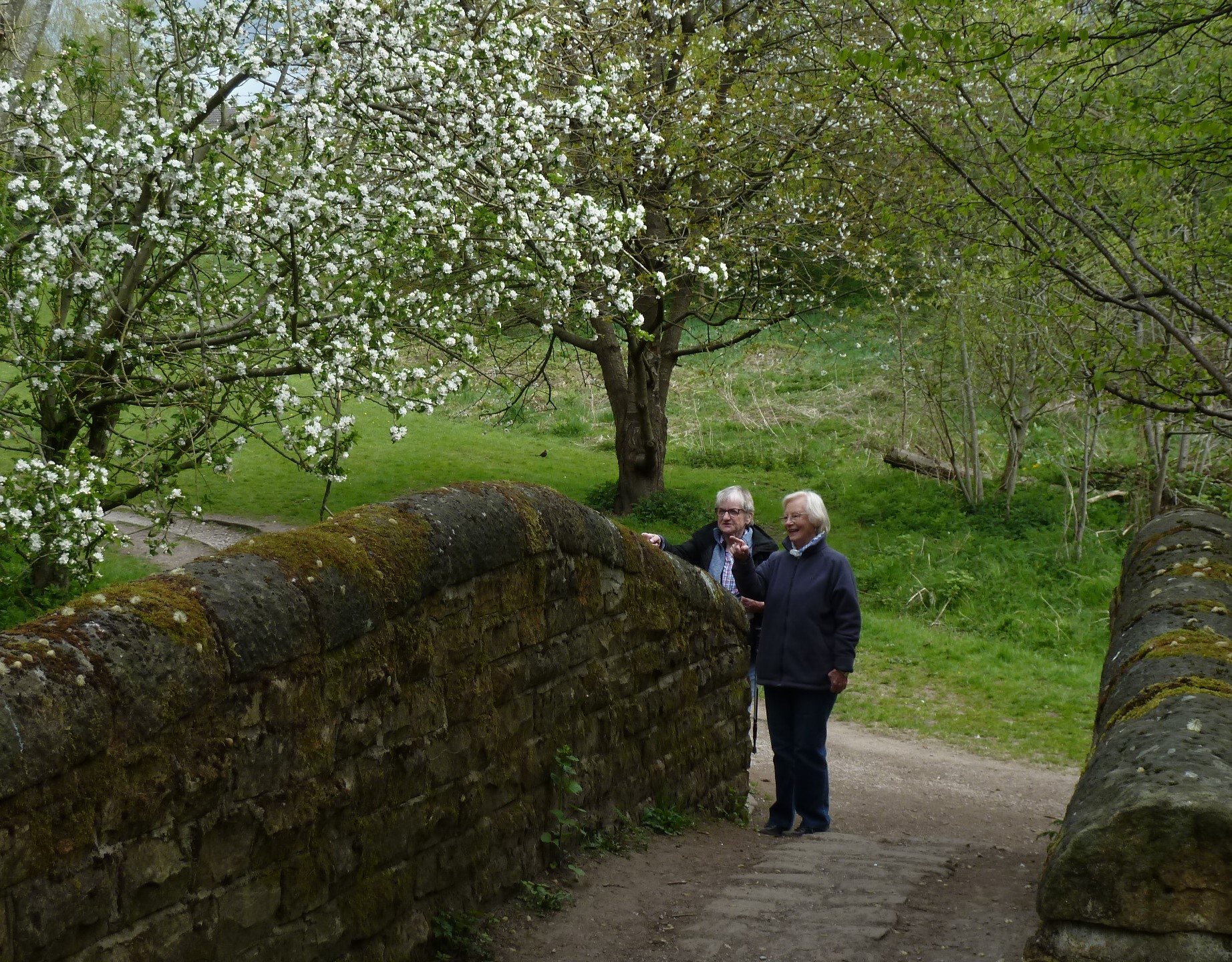  mossy stone wall and apple blossom