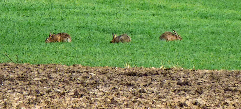 Three Hares