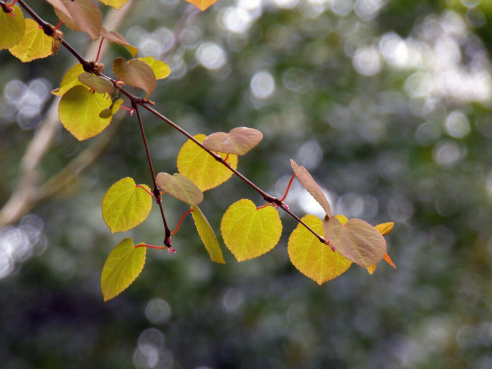 Katsura Tree Leaves