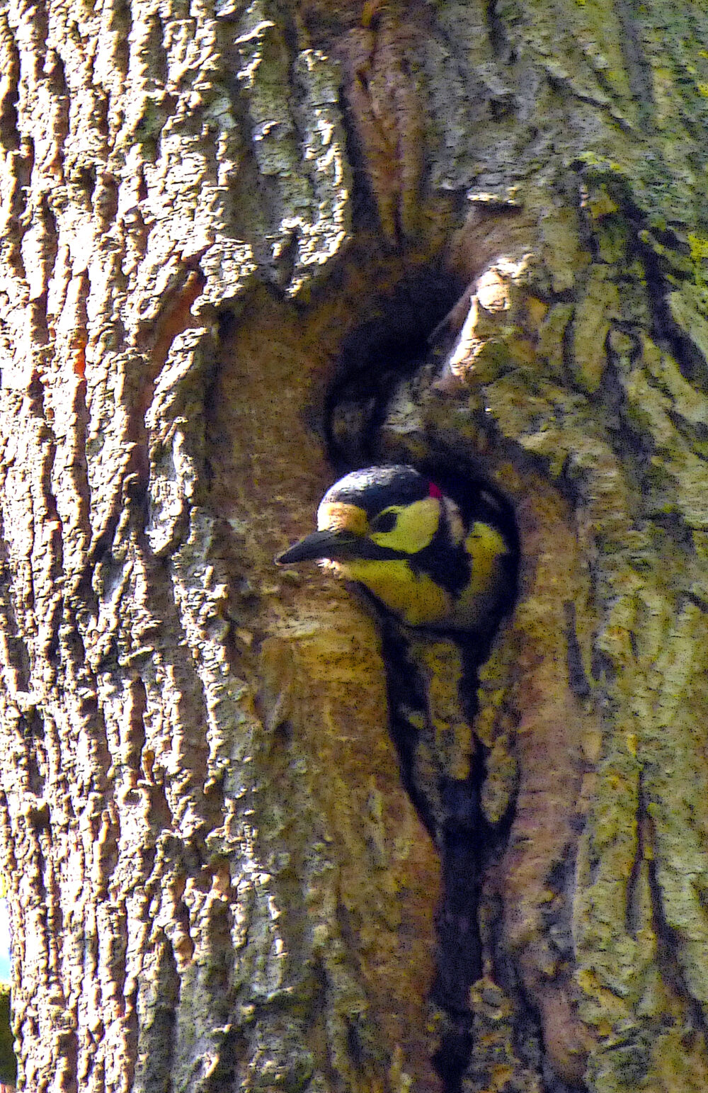 Great Spotted Woodpecker Emerging From Nest Hole