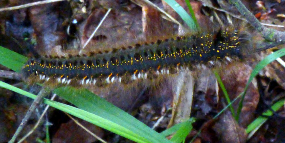 The Drinker Moth Caterpillar