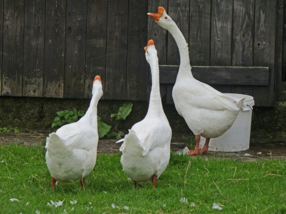 Chinese White Geese Chorus